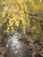 colorado aspen in the fall