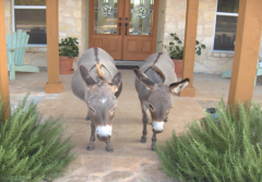 Our miniature Sicilian donkeys on the front porch