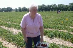 picking strawberries after my first knee replacement surgery last summer