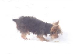 Jan. 2010  "Harley"- first time in the snow!!!