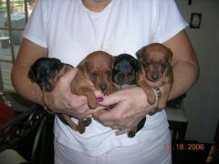 Our four puppies from our only liter.  Moses, Ringo, Walker and Ringo