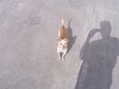 Coco the chihuahua that lives up the street - our little visitor