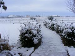 Snow Jan 2 11