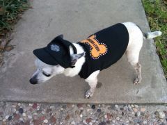 My little pooch Taco in riding suit. Yes, he rides the Harley with me sometimes...