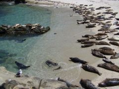 The seals at LaHolla Beach, CA!
