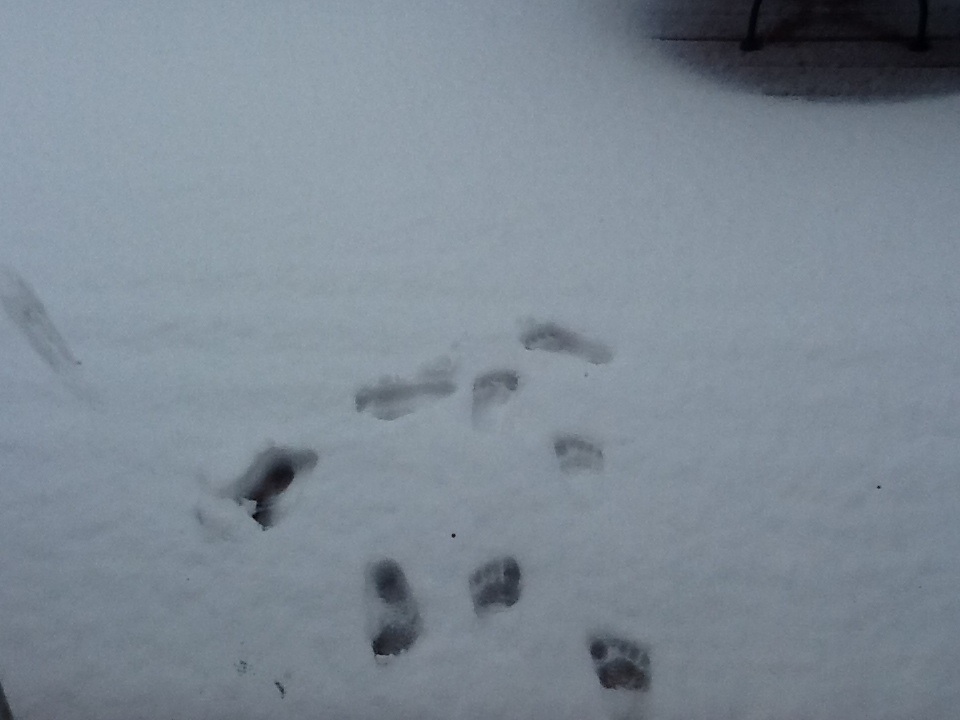 Foot prints in the snow!