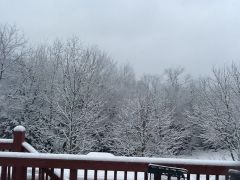 Snow trees