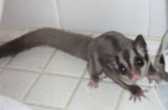 It's a SUGAR glider :D