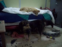 Molly (tan) & Maggie (black & tan), the dogs my husband has adopted in Iraq