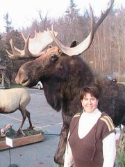 This moose was huge!