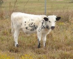 Longhorn Bull Calf