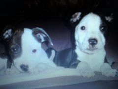 My prettys, My Babies, Shelby & Lacey......