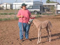 Prior to banding, I spend most of my free time with my foals.