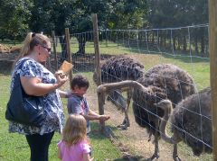 Feeding ostriches in South Africa,ballito