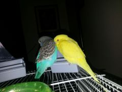 Jack and Oogie Boogie my birdie babies