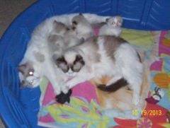 Josie and Jillie with Josie's four kittens.