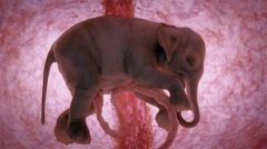 embryo elephant.jpg