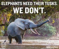 save elephant