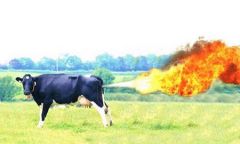 Cow Gas