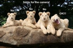 Funny animal meme pictures 012 016