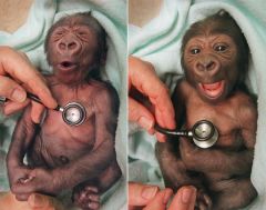 smiling baby gorilla