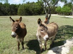 These are the kids!  Miniature Sicilian donkeys...can you see the resemblance?