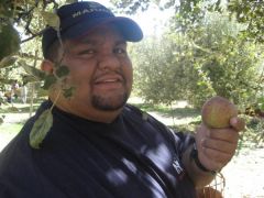 Picking Apples '08