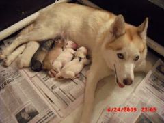 Sasha on June 24th, had 5 puppies
