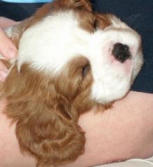 When I used to breed puppies of Cavaliers.
This little chap is now 6years old and my best friend