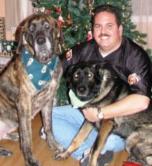Me and my retired K9 Partner "Storm" and my mastiff "Nani".
