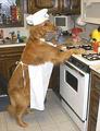 dog chef