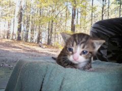 Jessy, One of K.C.'s Kittens. Born October 24, 2009