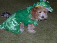 Tiki in his dragon costume