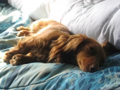 Molly Grue, my micro-miniature (7 pound) long hair dachshund.

(2009)