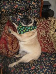 Miss Sassy Pearl Pug - she likes to sleep sitting up and of course, like any true princess, she surrounds herself with cushions!