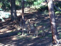 Bambi x 2 in my "yard"