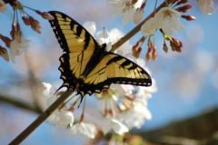 butterfly.. Coming out of my cacoon.