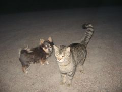 Figaro (kitty) and my Chico.