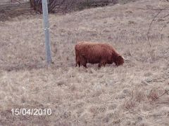 A REAL HIGHLAND COW