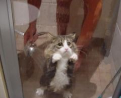 funny cat shower