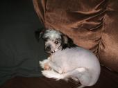 pepper chinese crested