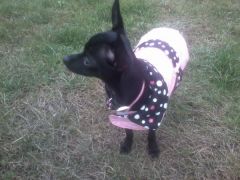 Chloe and her new raincoat :o) She is 3.8lbs