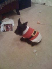 Lexie with her santa claus suit on.