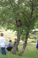 look close in the tree up thats my son all boy at a wedding and in the tree. he is 5