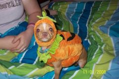 Peanut in his Halloween costume