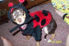 Coco in her Halloween costume