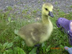 goslings 1 week Old