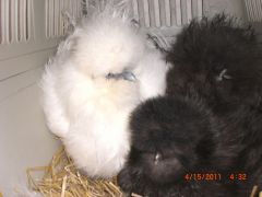 silkie hens