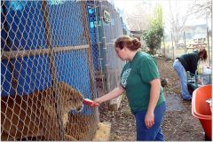 Me feeding the lioness Mala