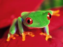 frog-hd-wallpaper-5.jpg